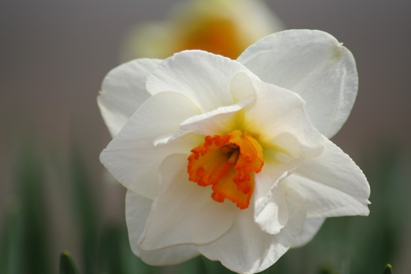 First Flower 
