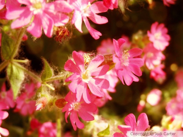 Pink Floral