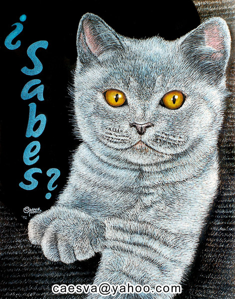 Gray Cat