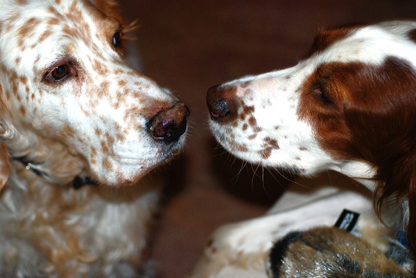 Political Dogs
