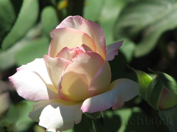 Rose_