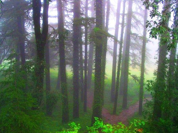 Mist in Green