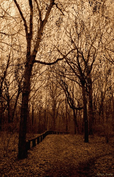 Neverending Forest
