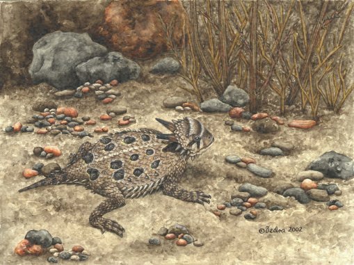 Texas Horned Lizard