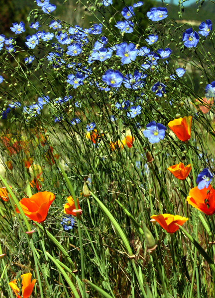 Mountain Wildflowers