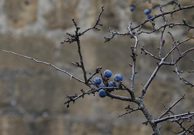 blackthorn. Crimea, 2019.