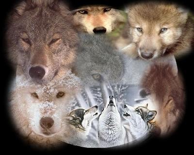 Wolf Pack