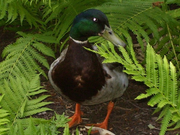 Just ducky