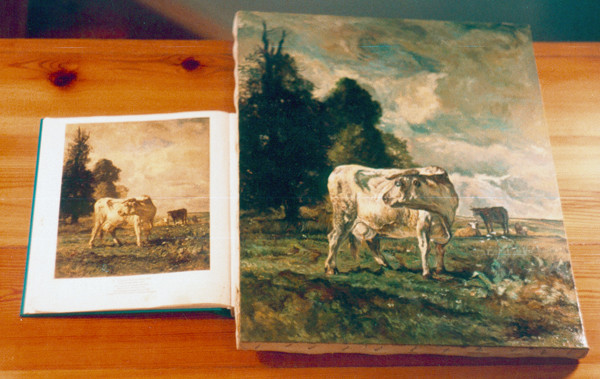 Cows in the field