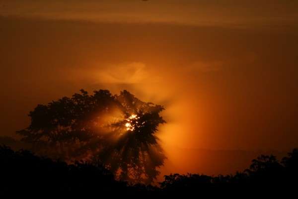 Gold Burst