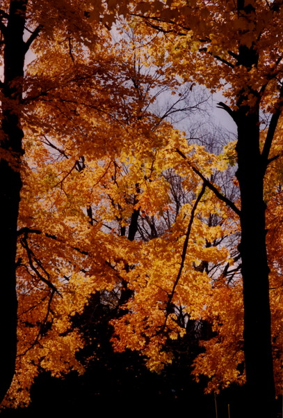 Michigan leaves