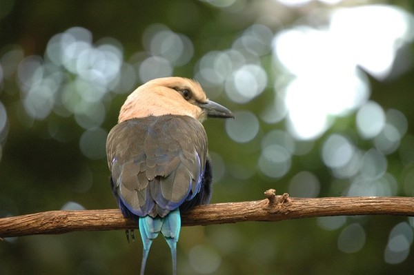 Bird tail