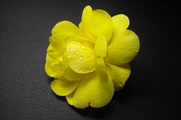 Yellow Rose