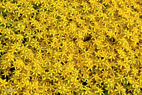 Yellow stars !