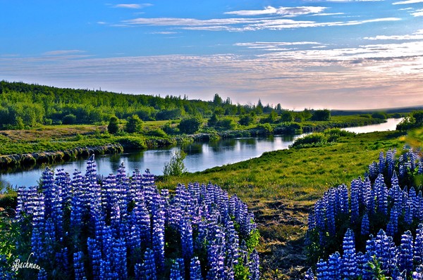 The Lupine time ! 