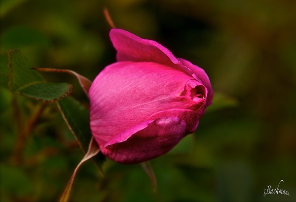 A kiss from a rose !