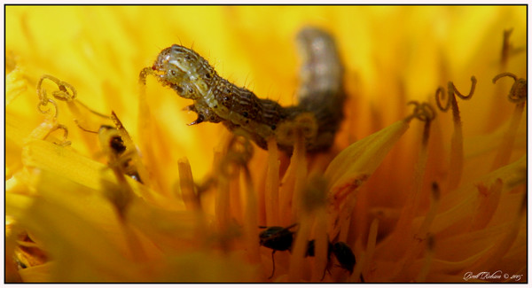Peu Chenille