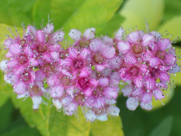 Pink Cluster