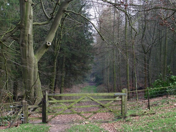 Woodland Walk