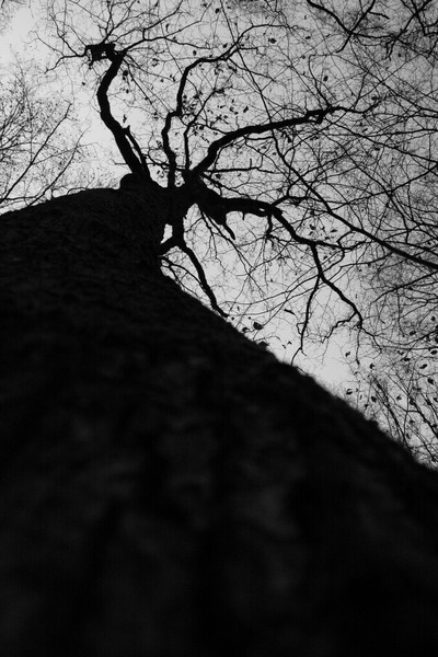 Witch-tree