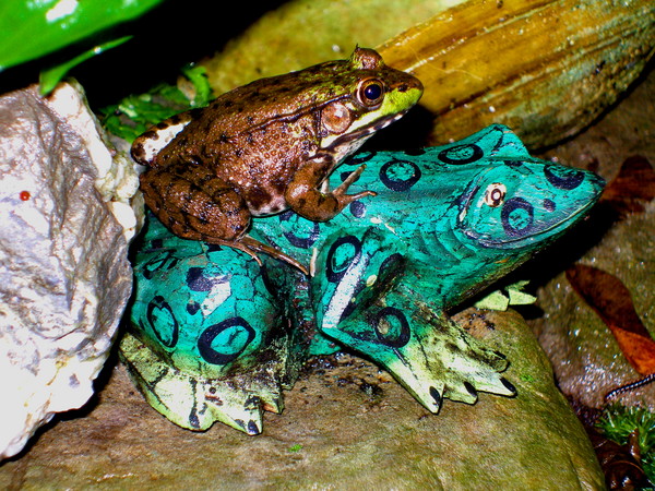 leapfrog