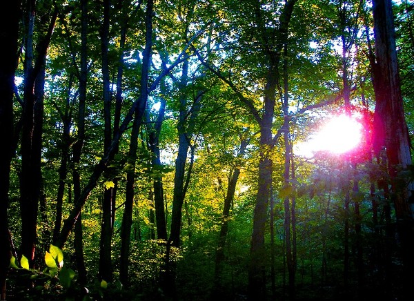sylvan summer