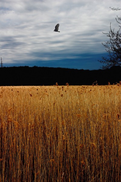 catcher in the rye