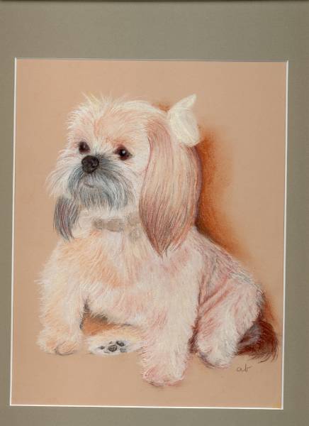 Lhasa Apso