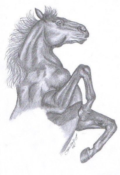 Rearing Stallion