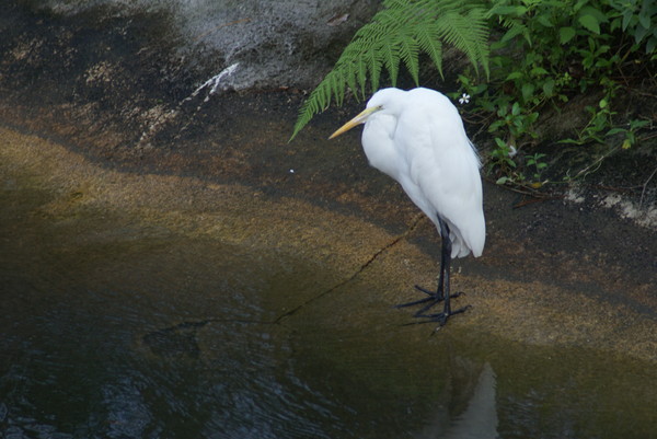 SNOWY EGRETS 