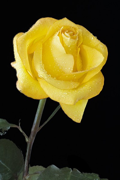 Buttercup Rose