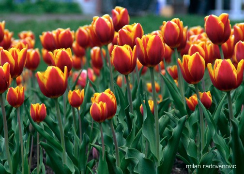 Tulips