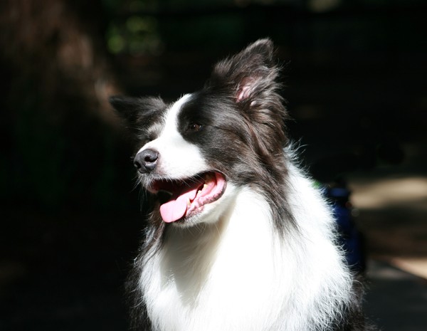 Bryson at UCD Arboretum