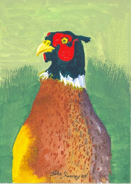 Ring-necked Pheasant