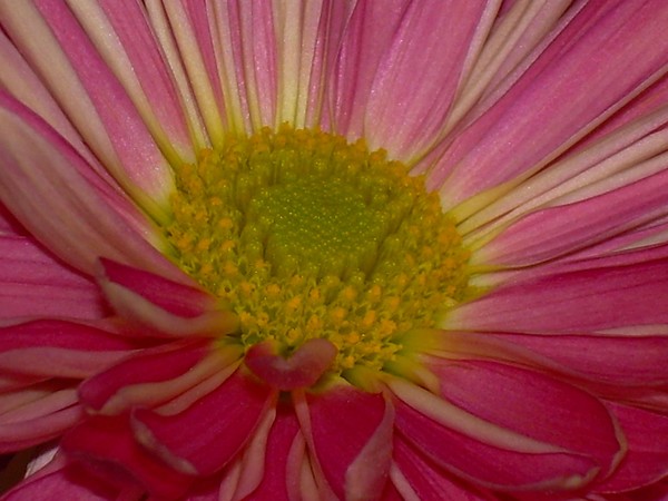 Divine Daisy