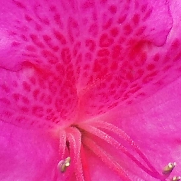 AZALEA IN FULL BLOOM