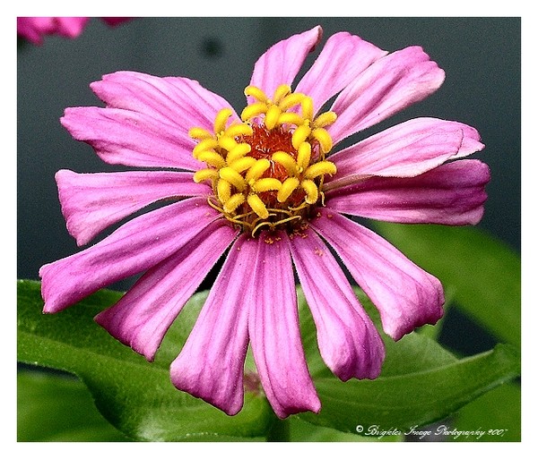Zinnia