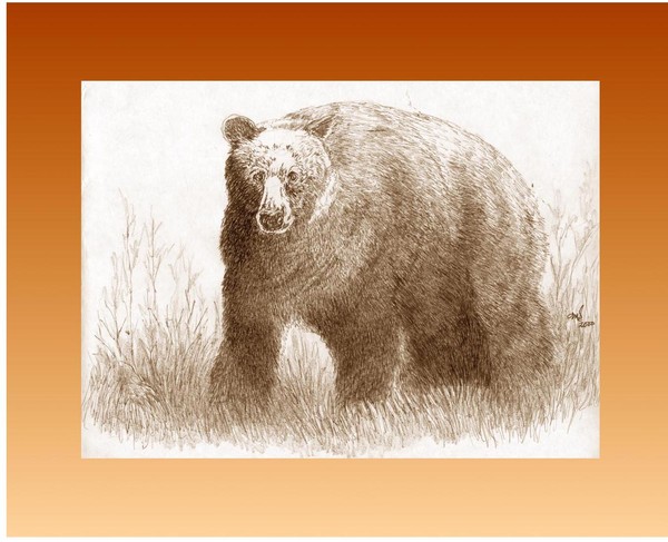 Bear