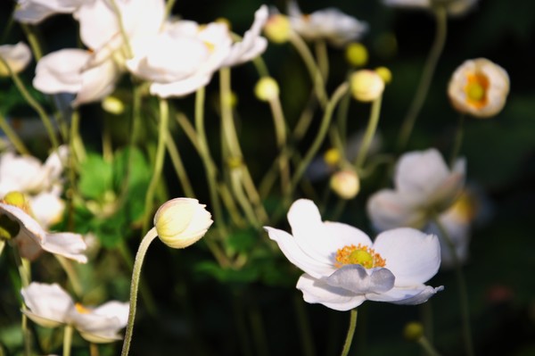 whites in bloom