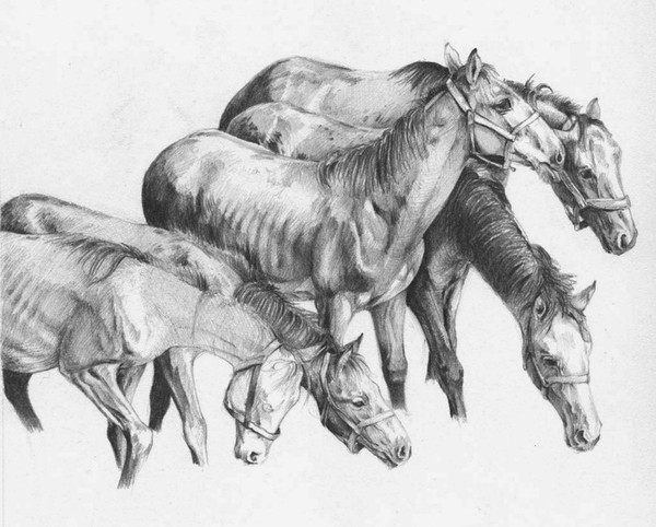 horses