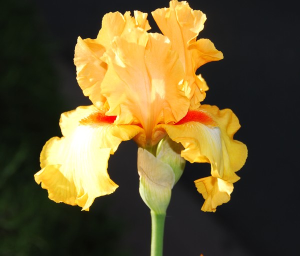 Yellow Iris