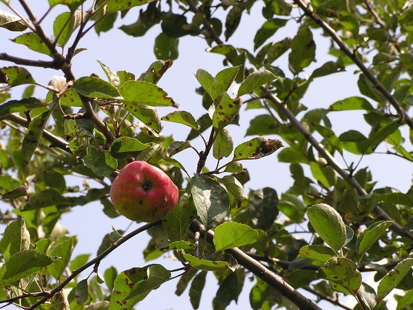 Apple Tree