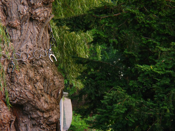 Big Ol' Lucky Tree