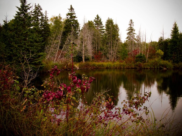 Pond