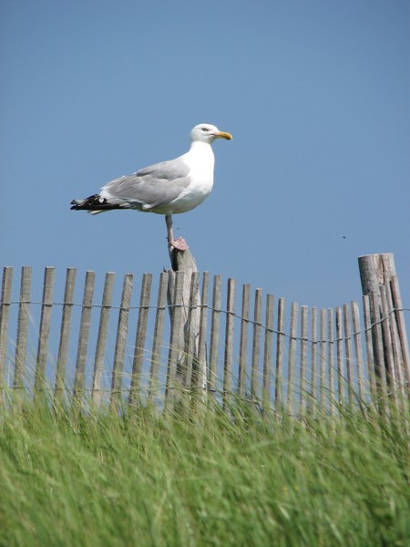 perched
