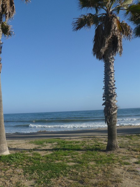 Venture Beach  Palm Trees
