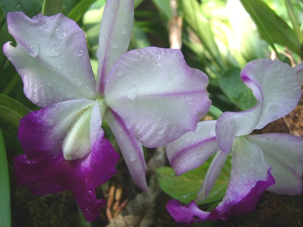 Damp Purple