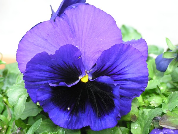 purple passion