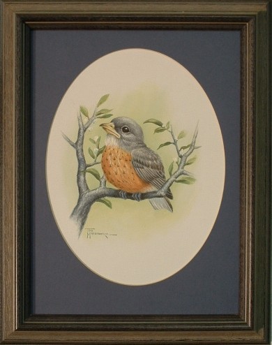 Robin baby
