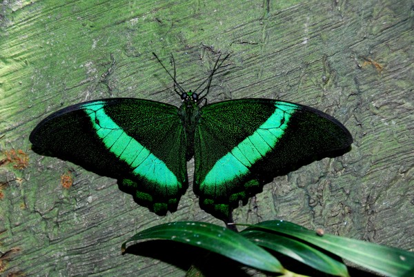 Emerald Butterfly
